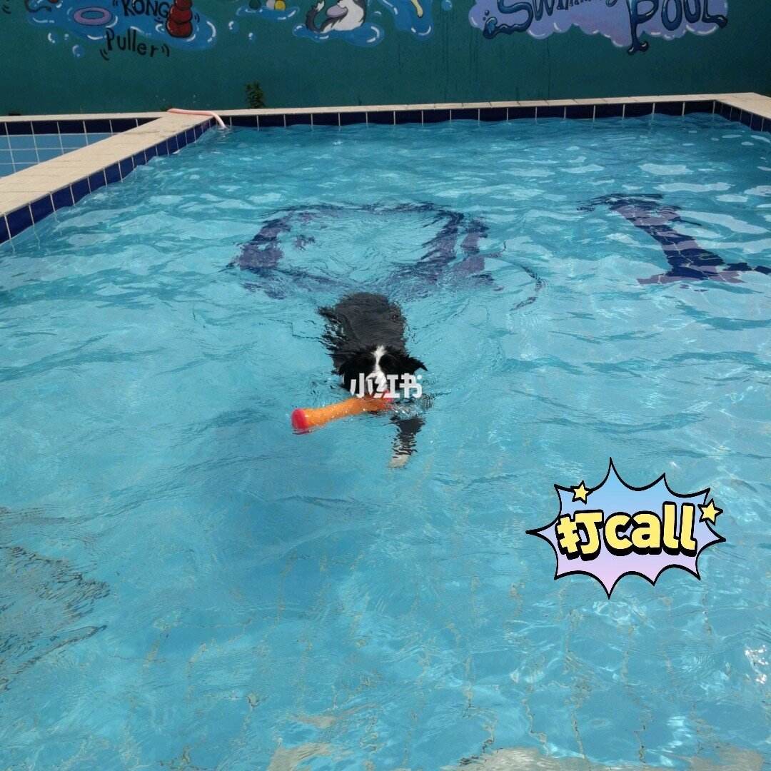 青岛宠物游泳