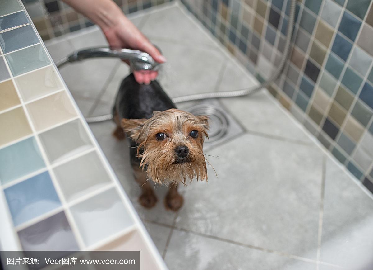 宠物洗澡修毛