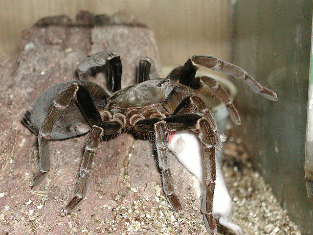 南美宠物蜘蛛品种