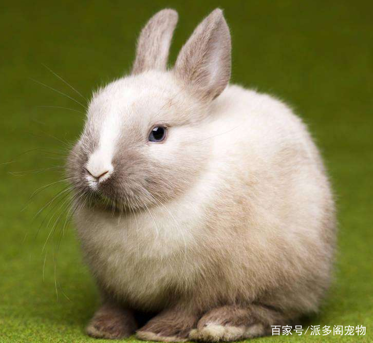 宠物兔哪个最好-宠物兔哪个品种好养