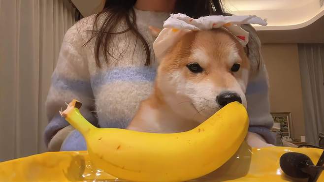 香蕉宠物狗能吃吗