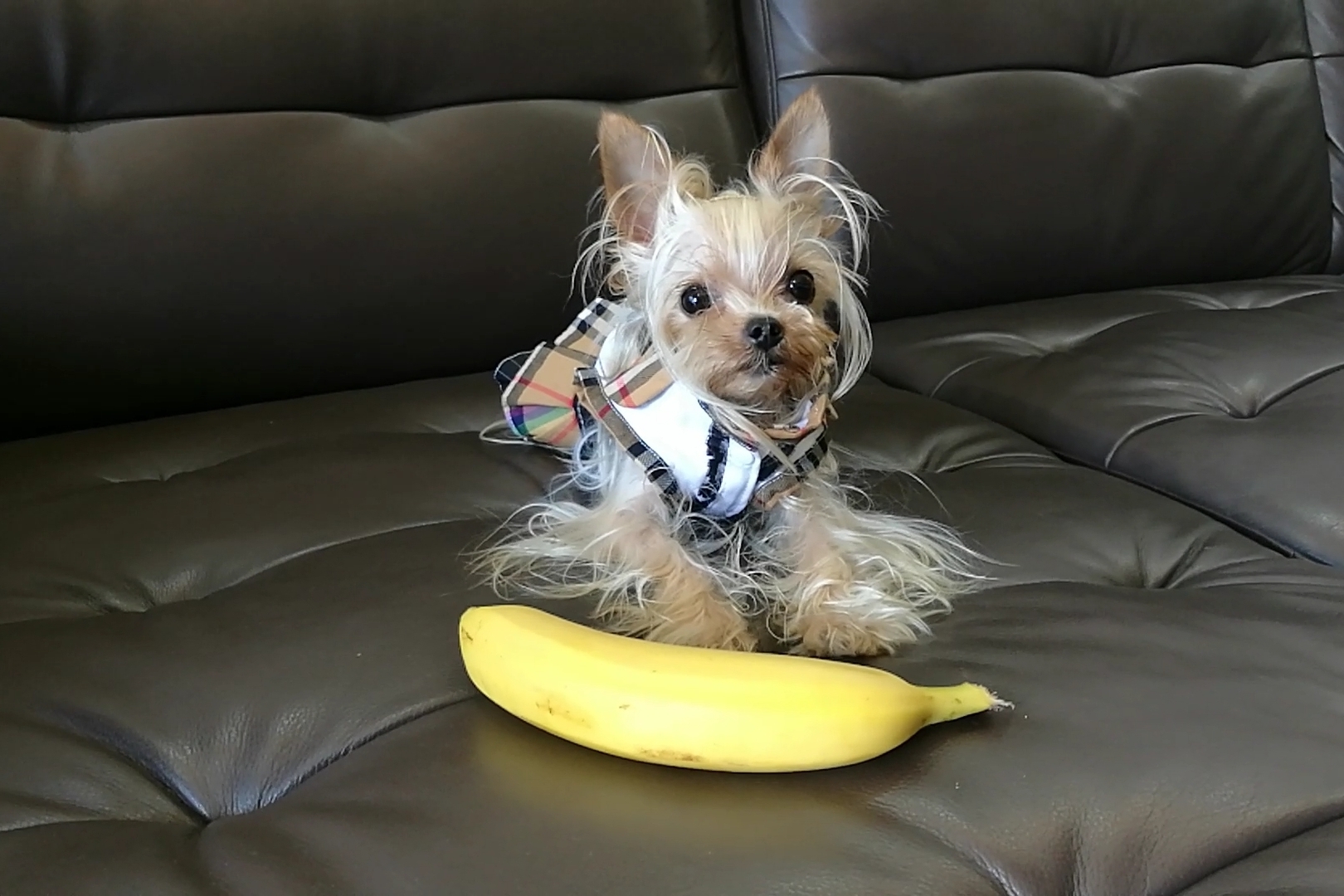 香蕉宠物狗能吃吗