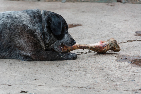宠物狗吃了骨头怎么办
