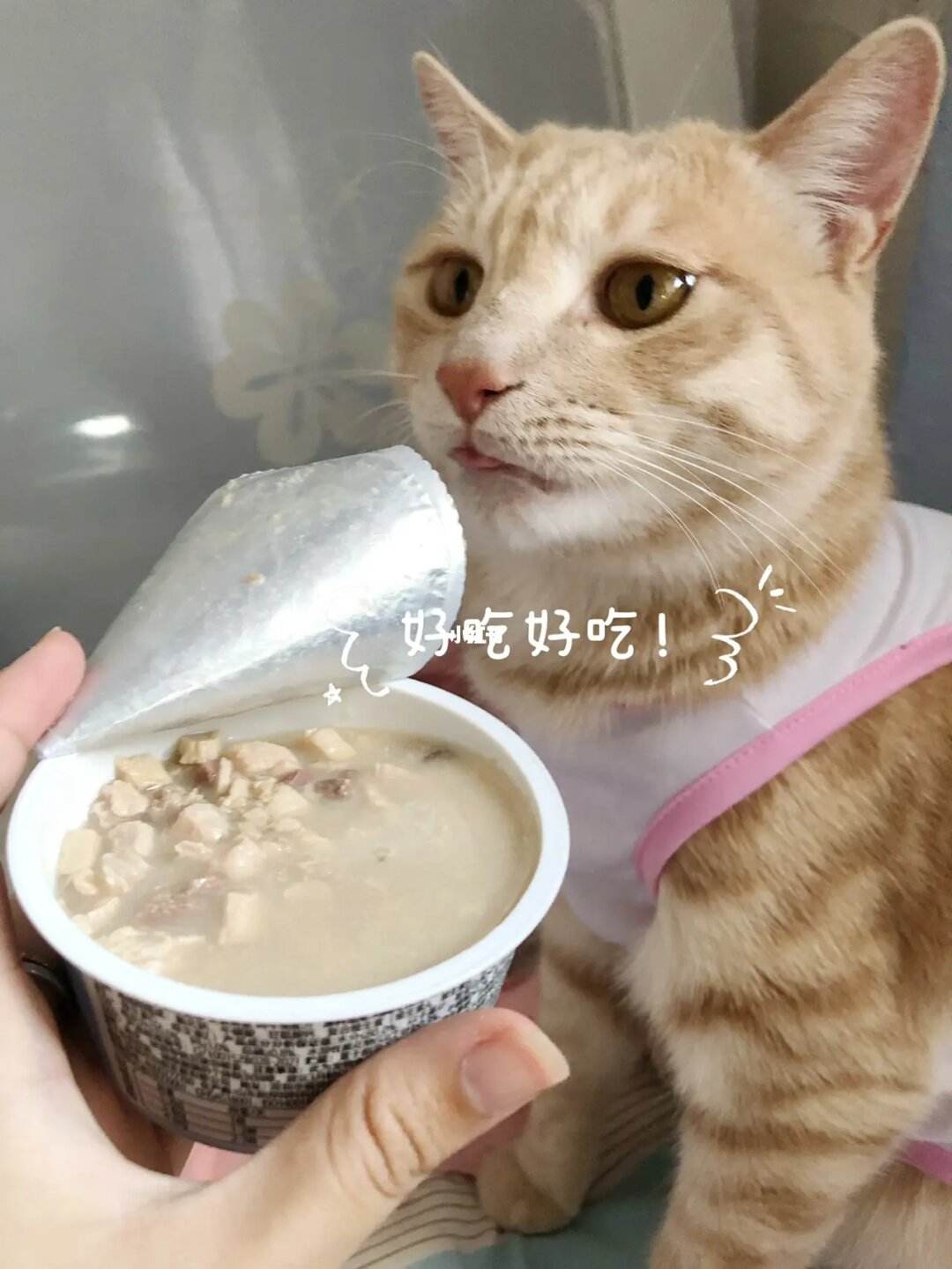 猫咪不吃饭