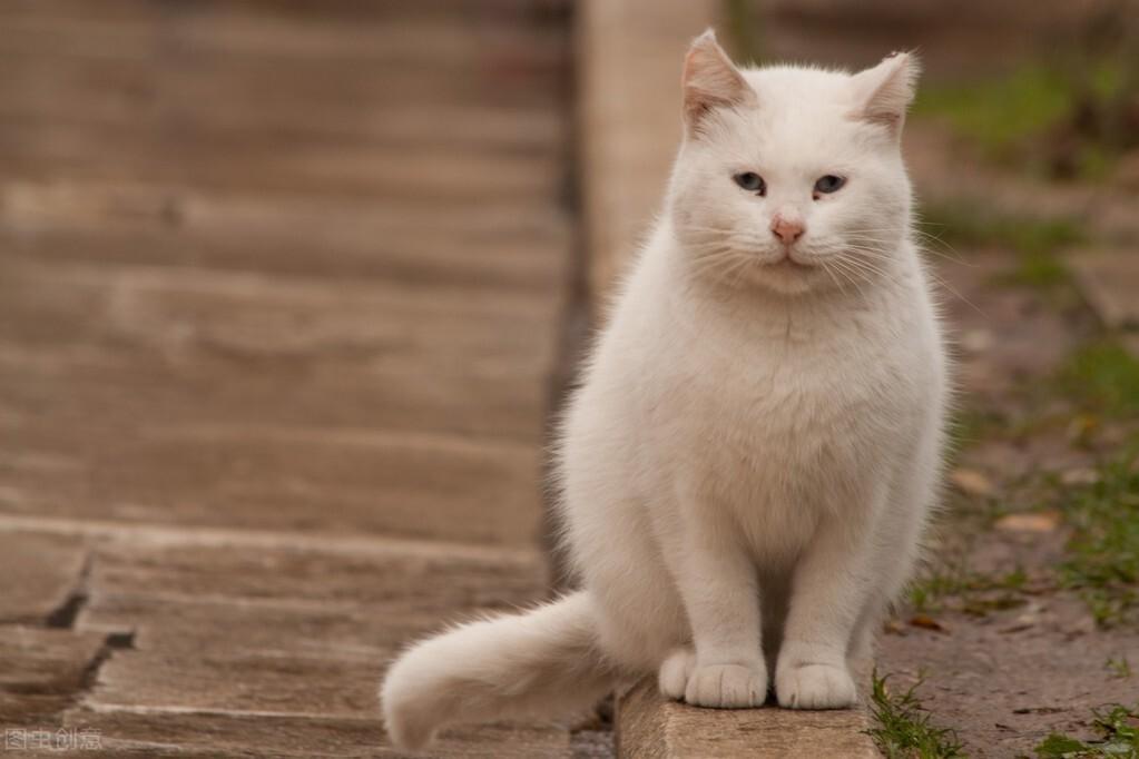 猫进家有什么预兆-晚上野猫进家有什么预兆