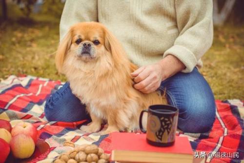 人们喜欢养宠物的原因-你说人们为什么都喜欢养宠物啊