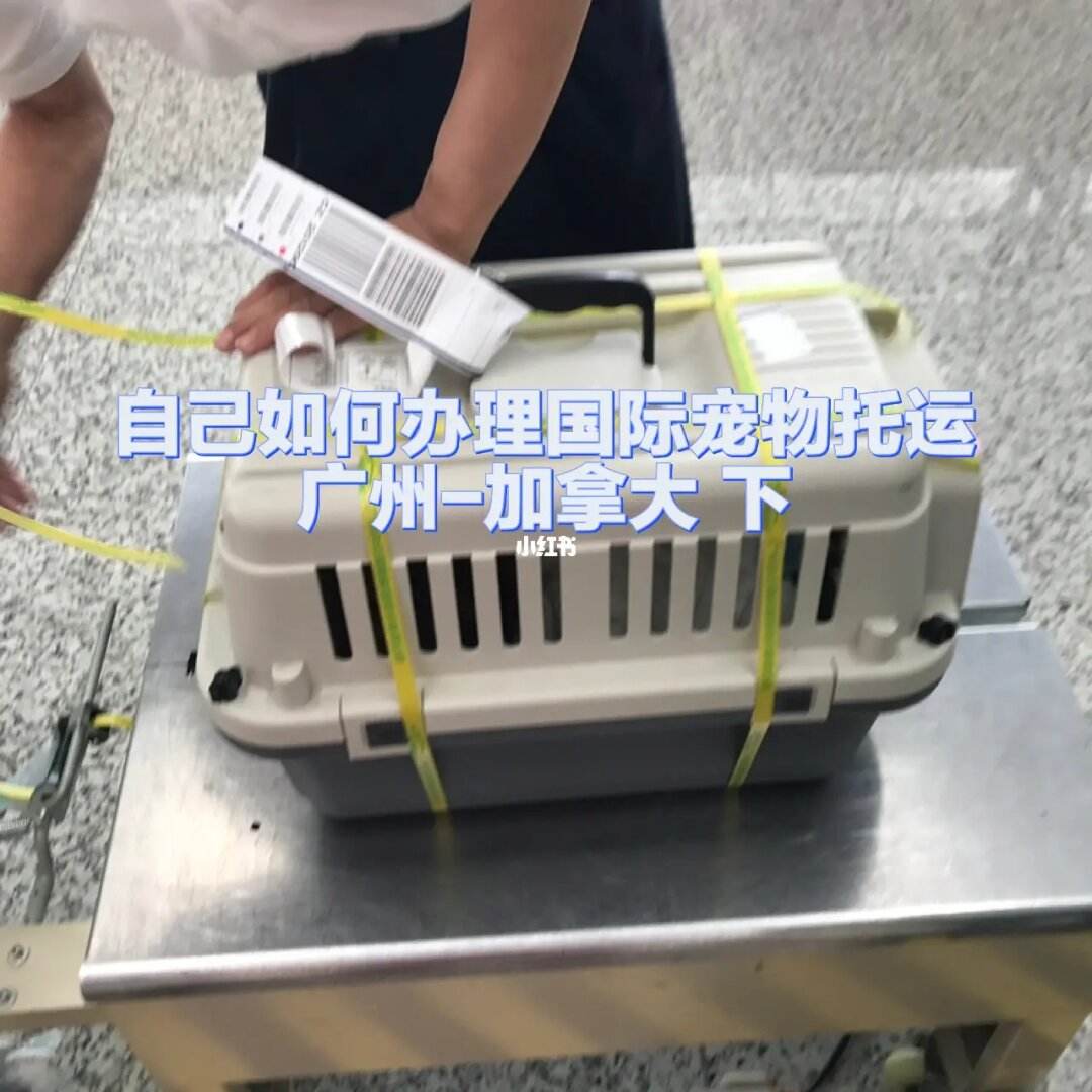 机场携带宠物什么流程