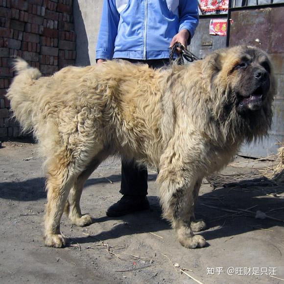 藏獒狗图片-藏獒狗图片大全