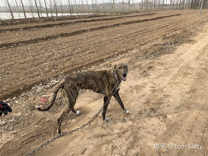 细犬可以当宠物养吗