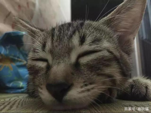 猫咪害怕的声音-让猫咪过来的声音