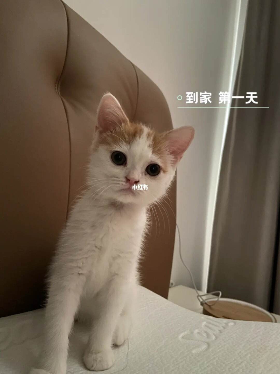 怎么养宠物猫挣钱-怎么养宠物猫挣钱快