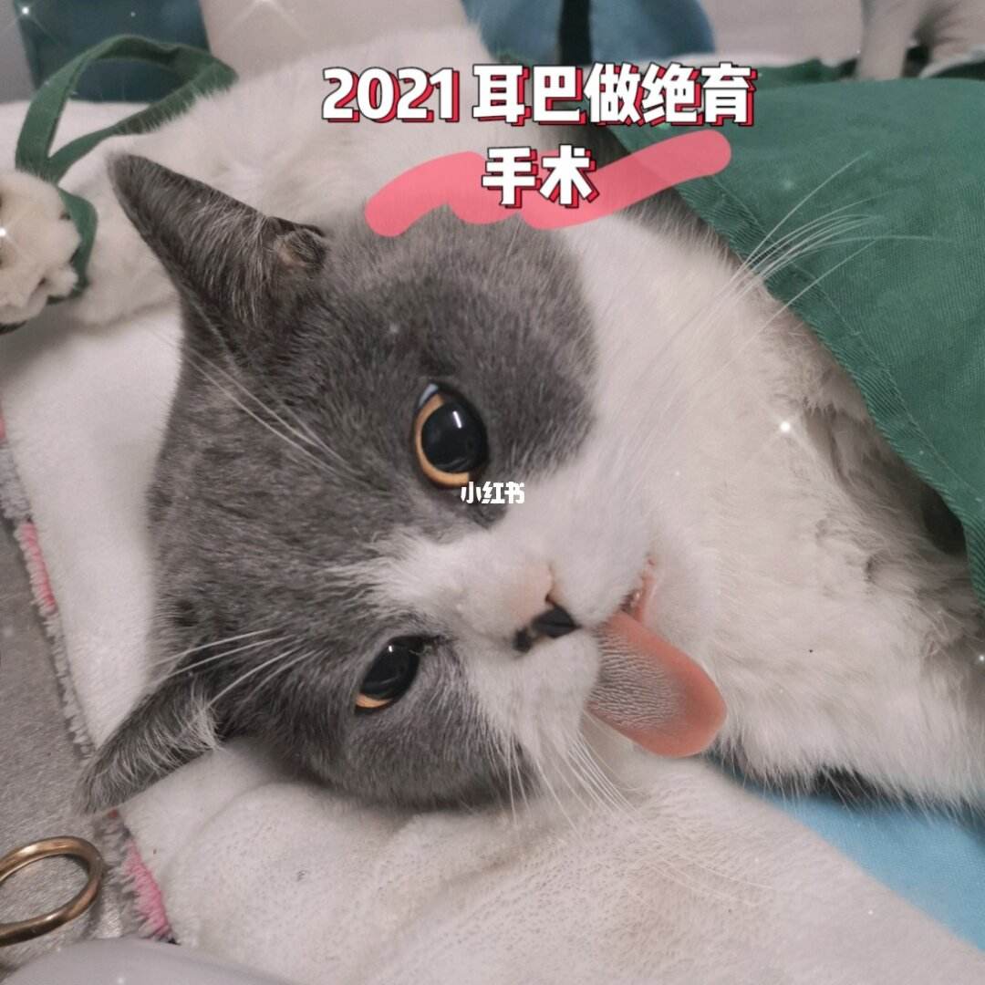 母猫需要做绝育吗