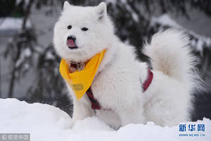 雪橇狗图片