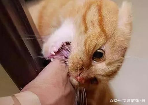 被宠物猫咬伤了