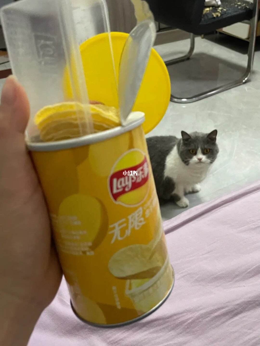 猫可以吃薯片吗-猫可以吃薯片吗青柠味