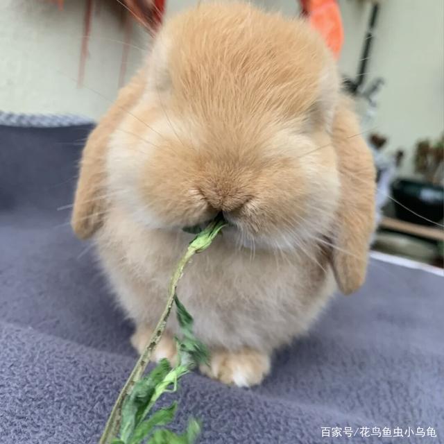 兔子爱吃什么食物