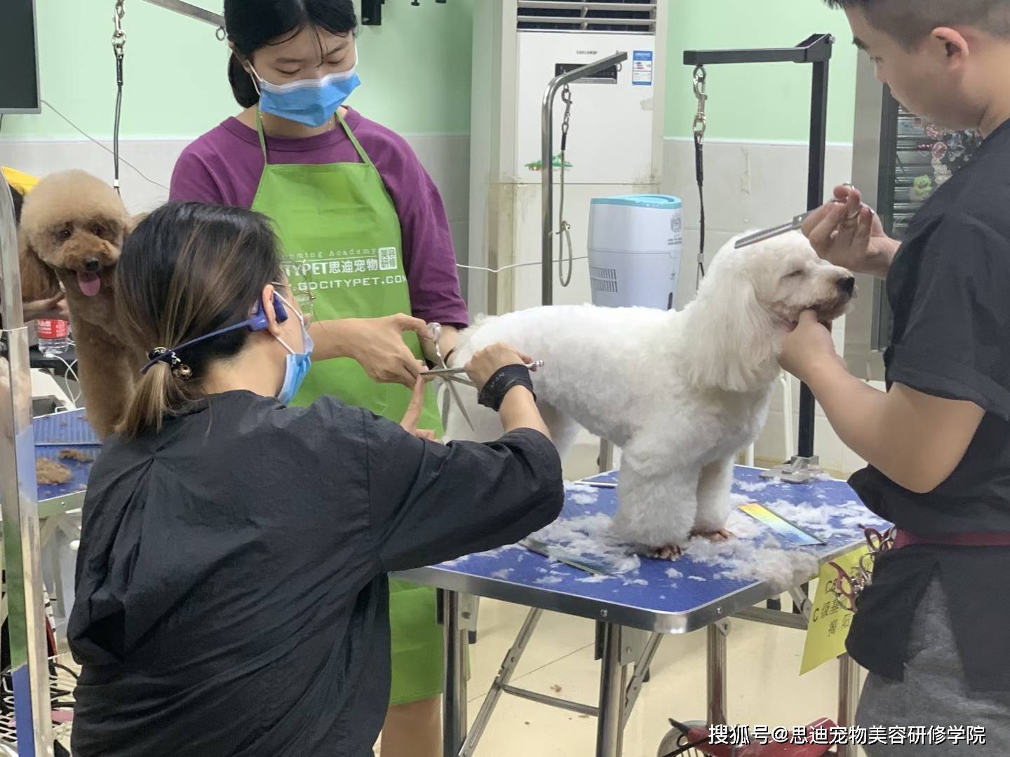 宠物美容师宠物店怎么考核-宠物美容师宠物店怎么考核的