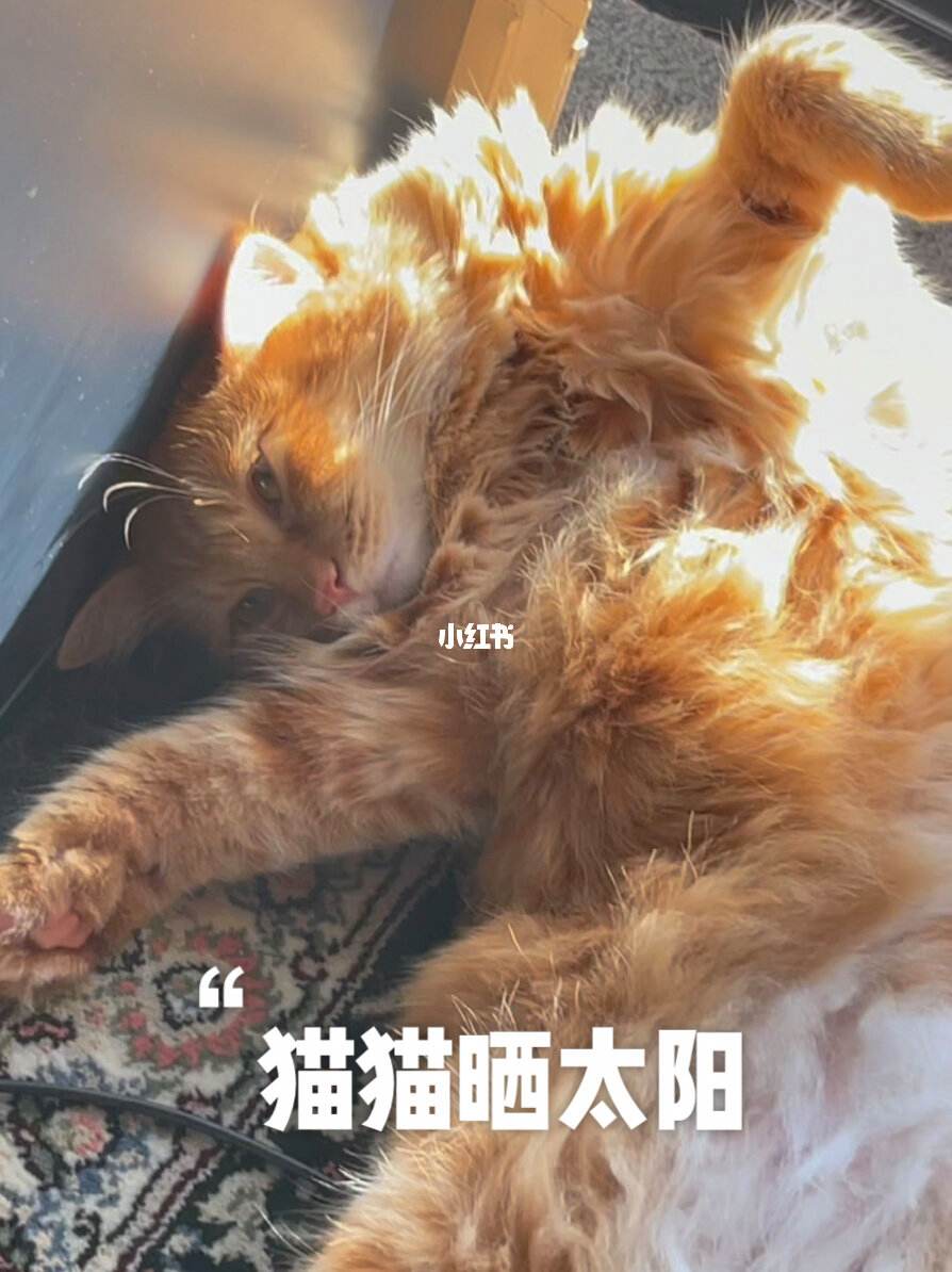 猫咪喜欢晒太阳吗-猫咪是不是很喜欢晒太阳