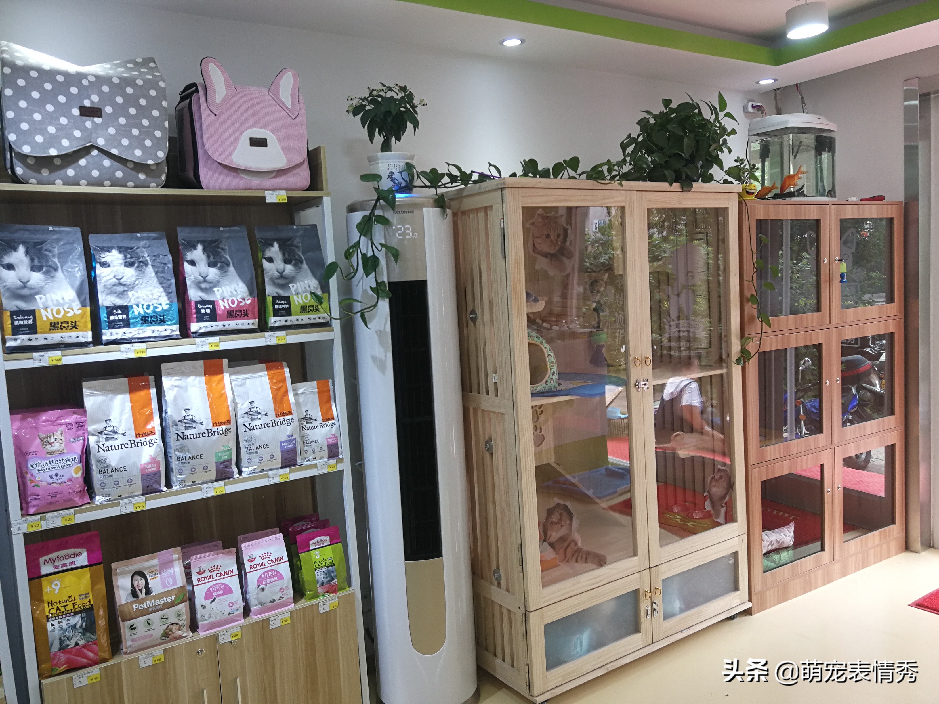 宠物店常见的宠物用品-宠物店常见的宠物用品有哪些