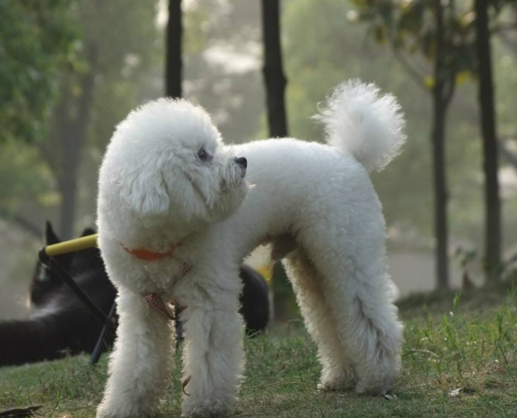 北京巨型泰迪-北京泰迪犬价格