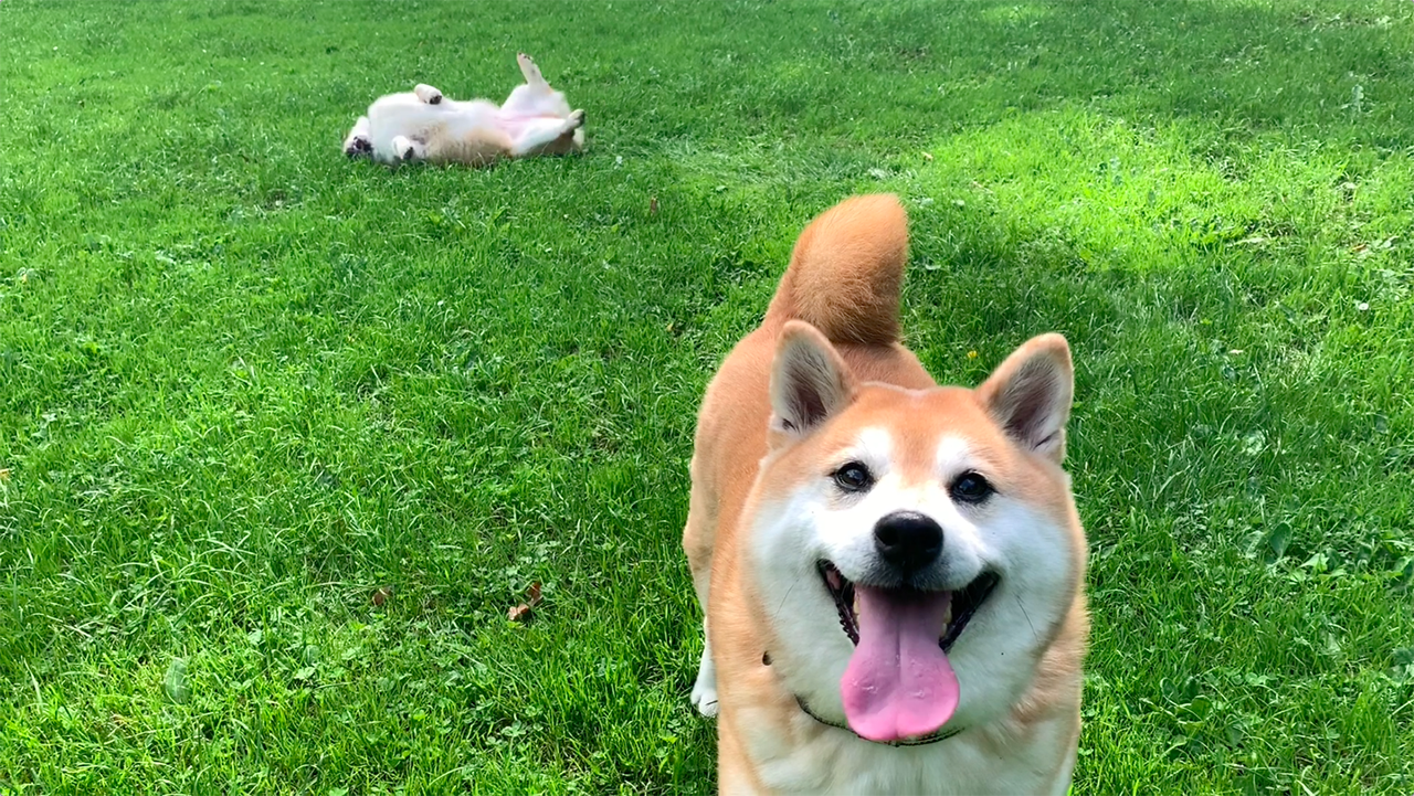 柴犬和柯基