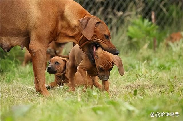 宠物犬节育