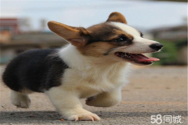 芜湖宠物犬转让