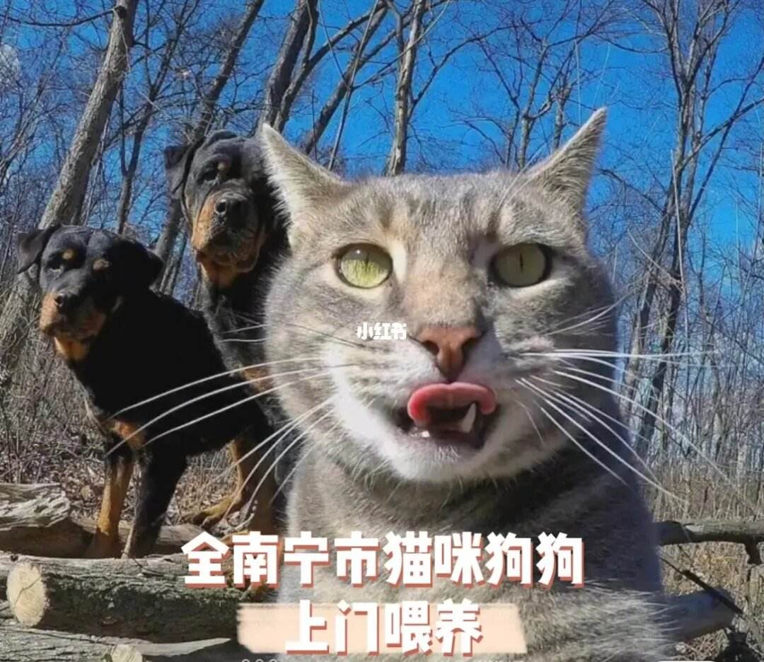 南宁的宠物