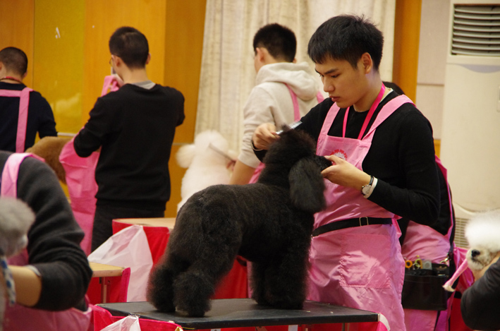 宠物美容师考试-宠物美容师考试多少钱