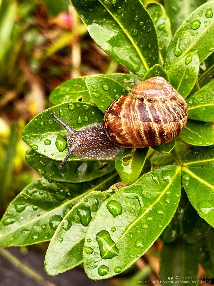 雨中的蜗牛