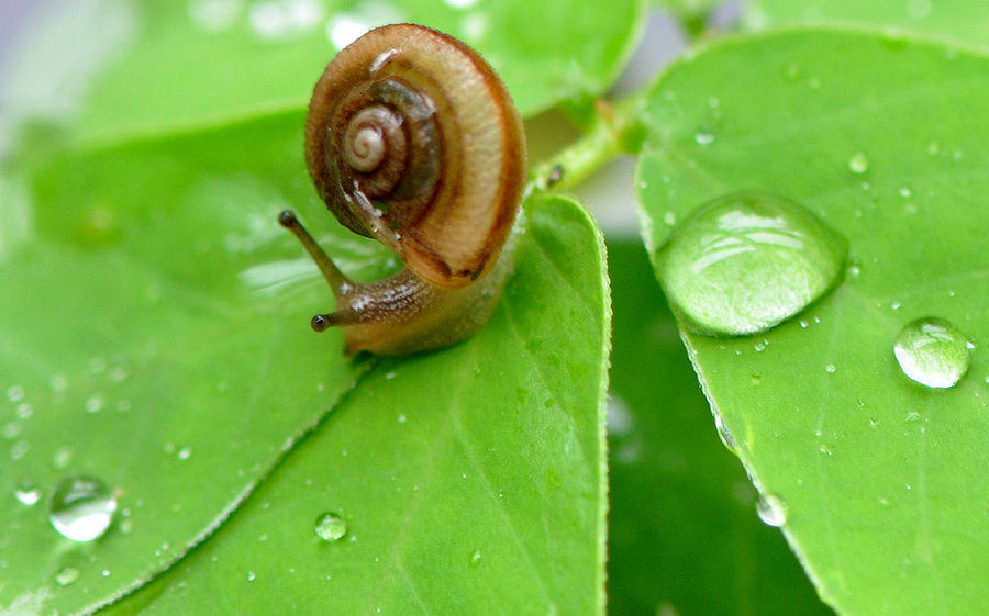 雨中的蜗牛