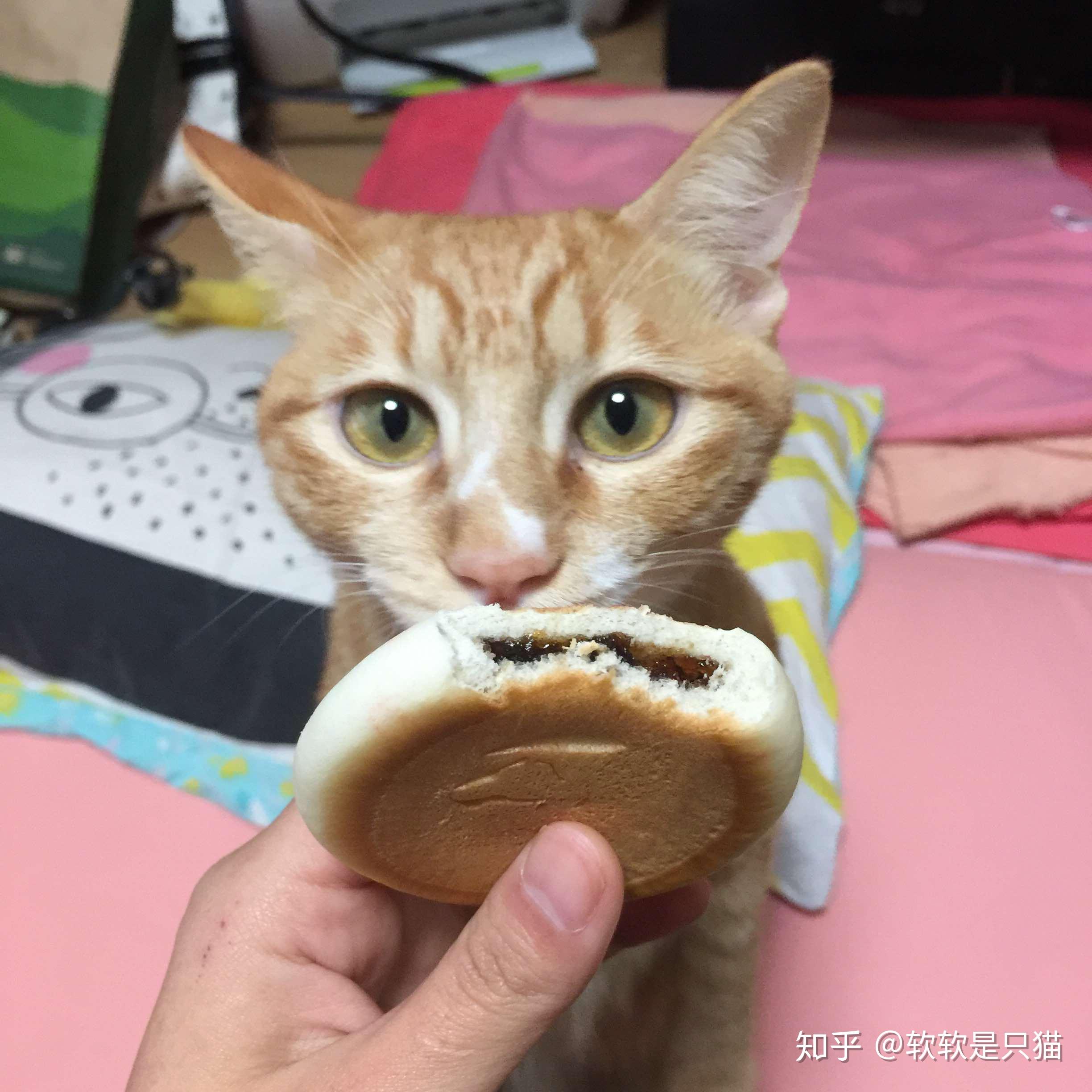 小猫可以吃面包吗