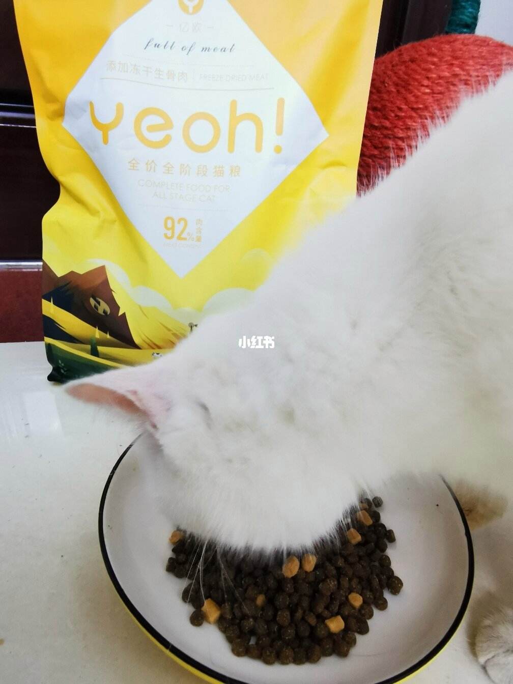 宠物猫一天吃多少猫粮-宠物猫一天吃多少猫粮最好