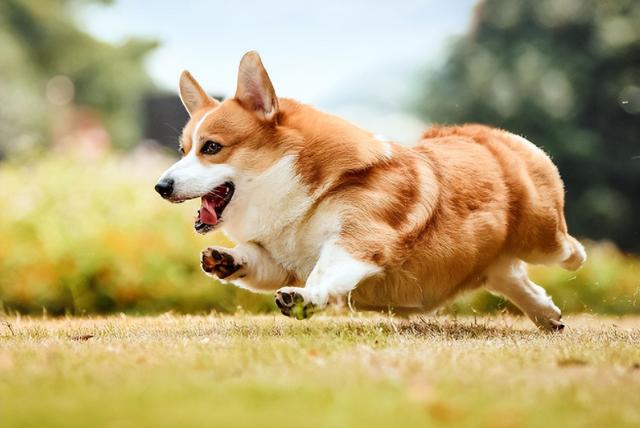 宠物犬的价格排行