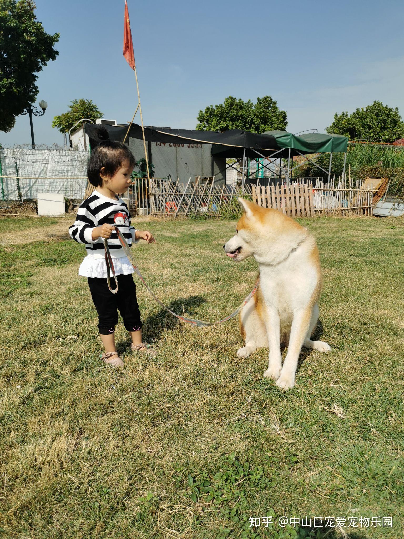 宠物犬训练基地-宠物训犬培训学校