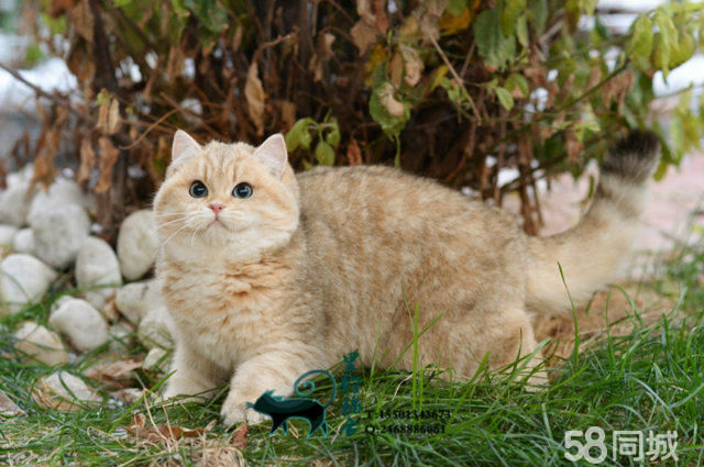 宠物猫血统-宠物猫血统鉴定多少钱