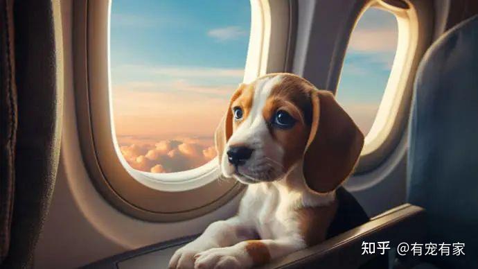 宠物飞机费用-宠物飞机票一般多少钱