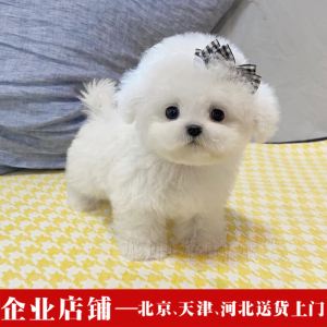 纯种比熊犬宠物-纯种比熊犬宠物狗图片