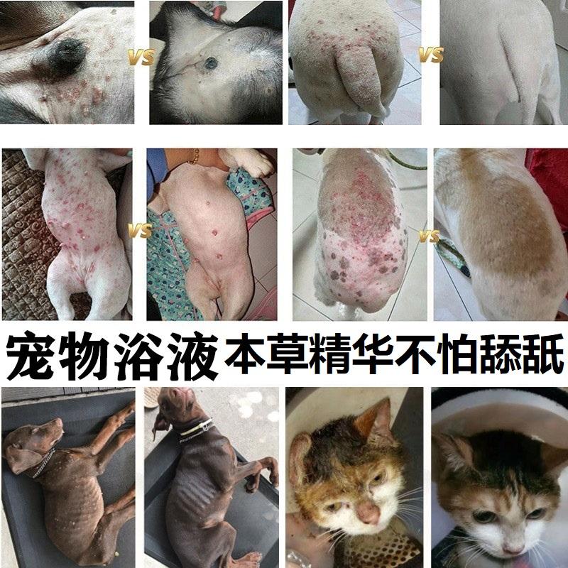 猫宠物螨虫-宠物猫螨虫用什么药