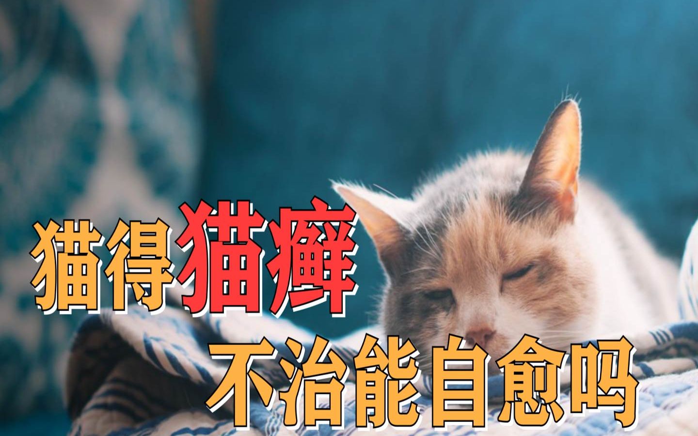 猫癣可以自愈吗