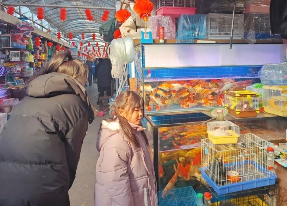 上海花鸟宠物市场