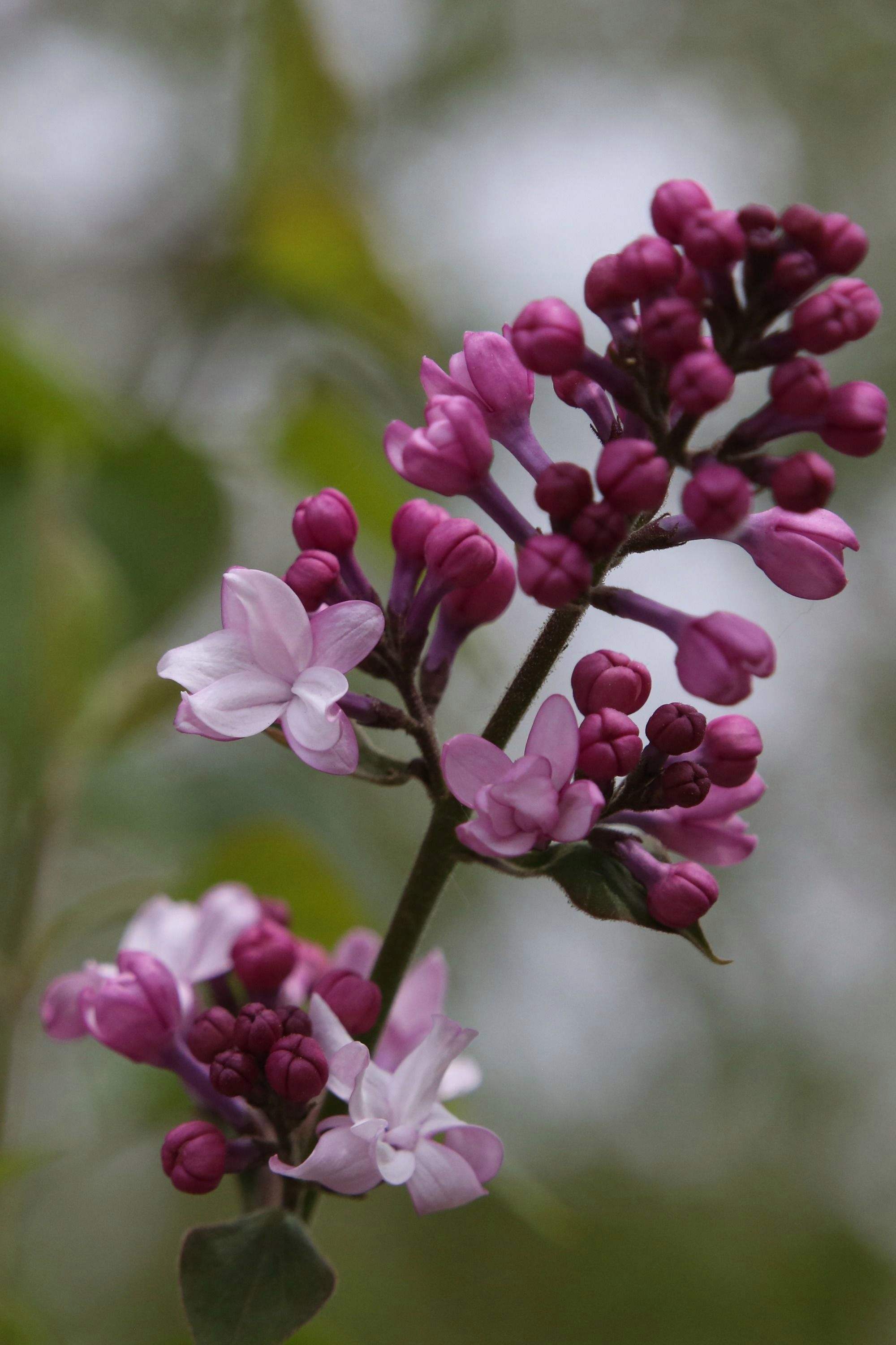 丁香花的颜色