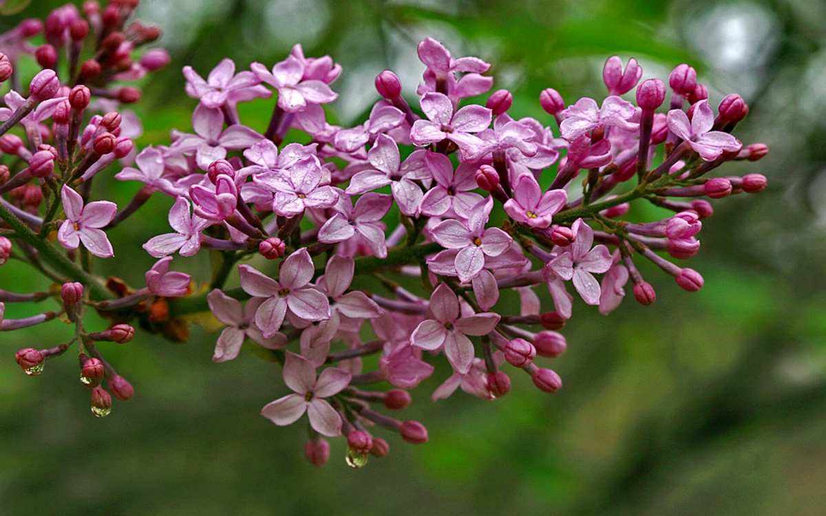 丁香花的颜色