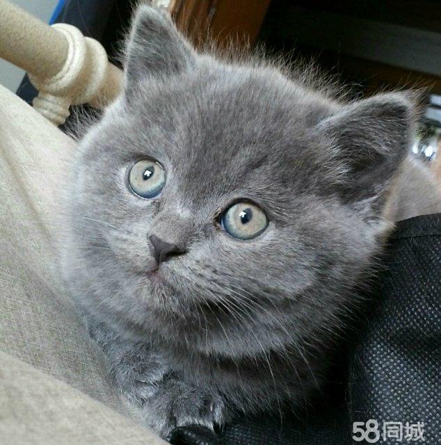 宠物猫养户