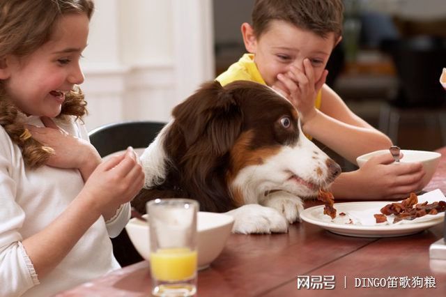 宠物生食物