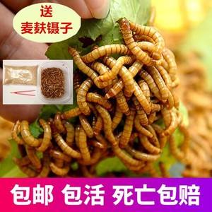 宠物蛇饲料