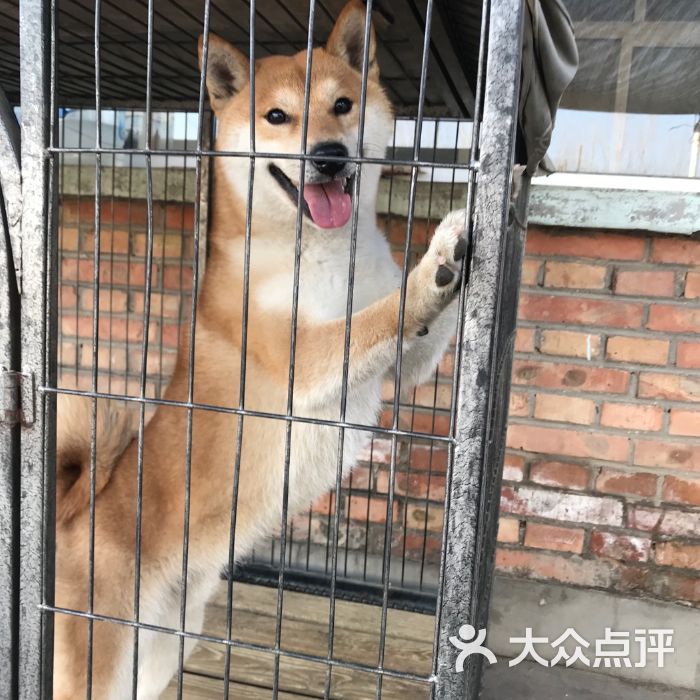 犬舍跟宠物店的区别