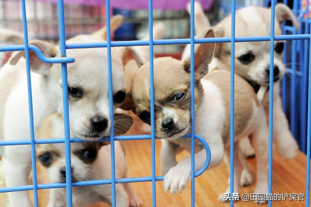 安阳宠物批发市场-安阳哪里有卖宠物的