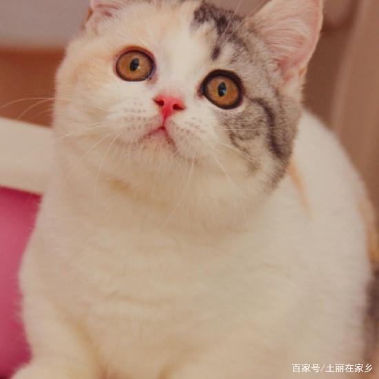 什么宠物猫长不大