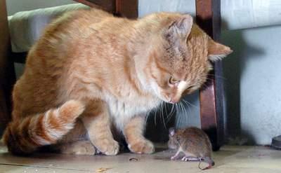 小猫抓老鼠-小猫抓老鼠的视频播放